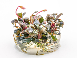 Braun-rotes Blatt - Bucephalandra sp. ´Serimbu Brown´ in vitro